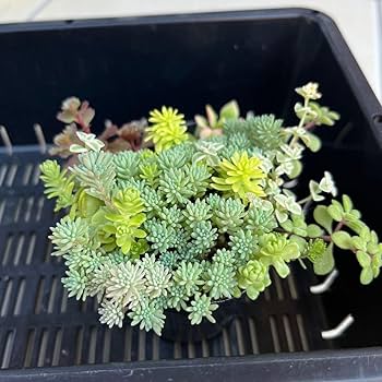 バルサミフェルム　大群生　抜き苗 多肉植物 同梱速達付き セダム テレティフォリウム(抜き苗) の